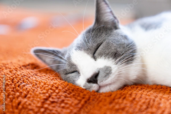 Fototapeta Cute gray white cat on orange plaid. Pet warms under a blanket in cold winter weather. a gray and white cat sleeping under a blanket. Pets friendly and care concept. domestic cat on sofa
