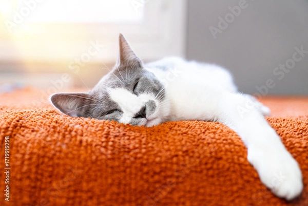 Fototapeta Cute gray white cat on orange plaid. Pet warms under a blanket in cold winter weather. a gray and white cat sleeping under a blanket. Pets friendly and care concept. domestic cat on sofa
