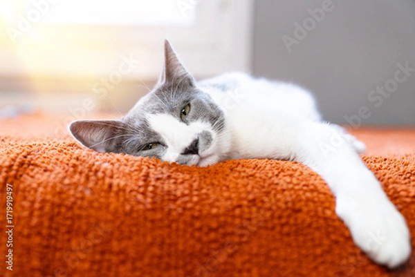 Fototapeta Cute gray white cat on orange plaid. Pet warms under a blanket in cold winter weather. a gray and white cat sleeping under a blanket. Pets friendly and care concept. domestic cat on sofa
