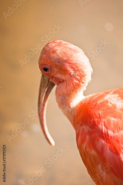Obraz Scarlet Ibis 1