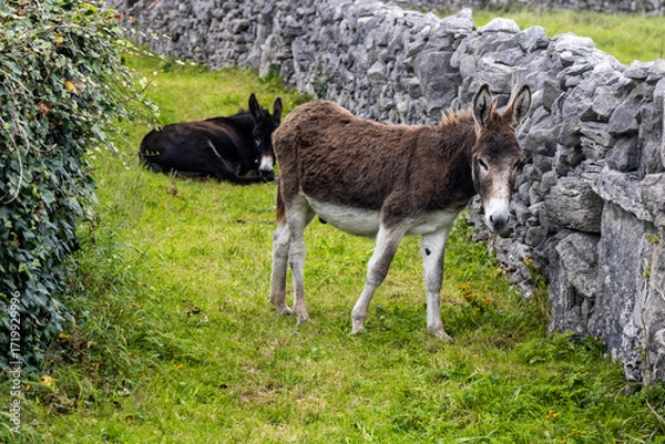 Obraz donkeys in a pasture