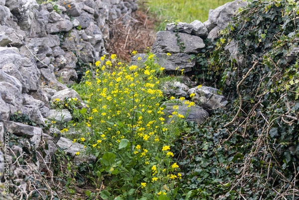Obraz flowers and a stone wall