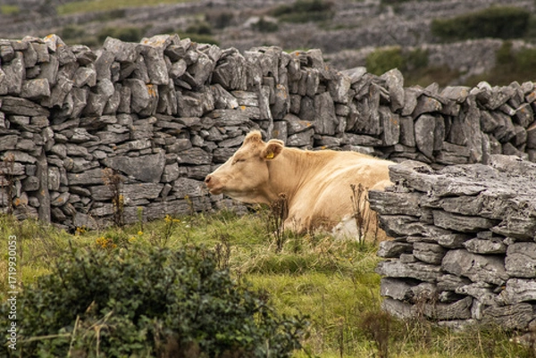Obraz cow in a pasture