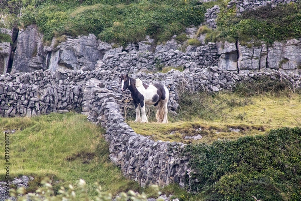 Fototapeta a horse in a pasture