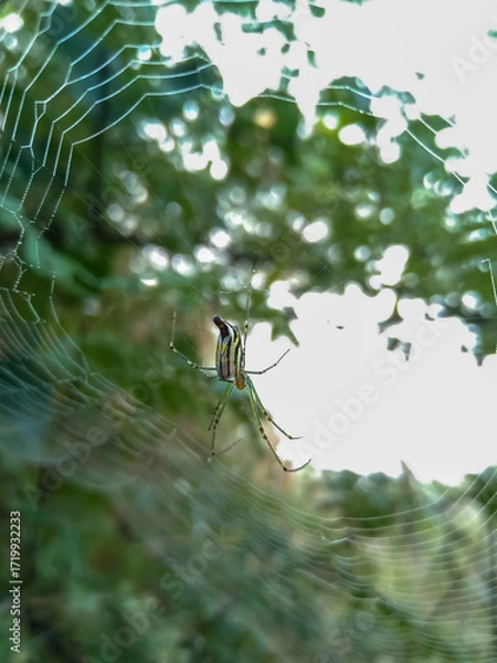 Fototapeta Orchard Orbweaver Spider is weaving a web.
