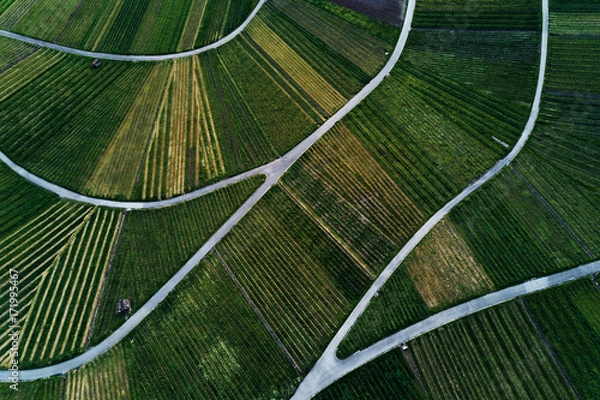 Fototapeta vineyards landscape on the hill from top with drone
