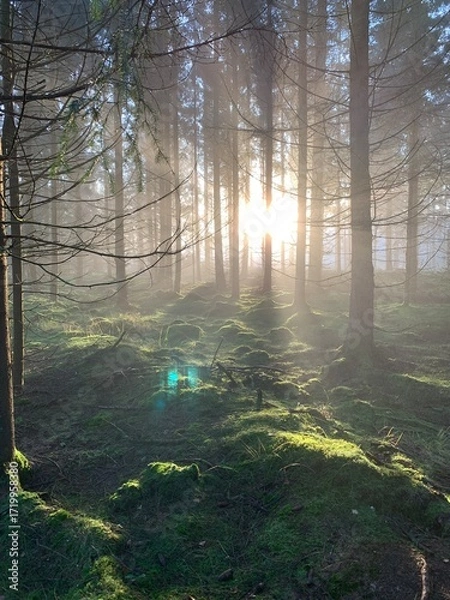 Fototapeta morning in the forest