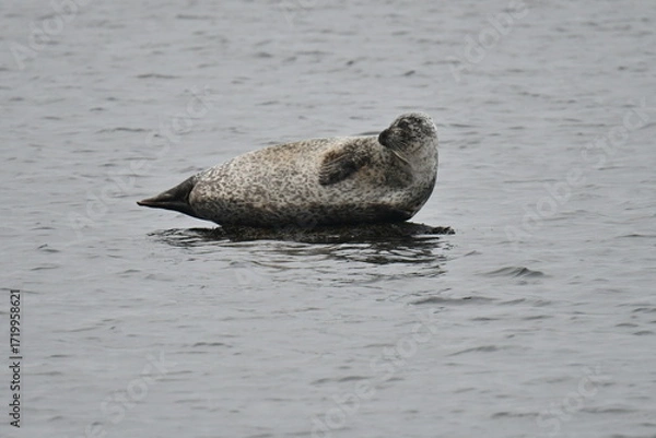 Fototapeta seal in the water