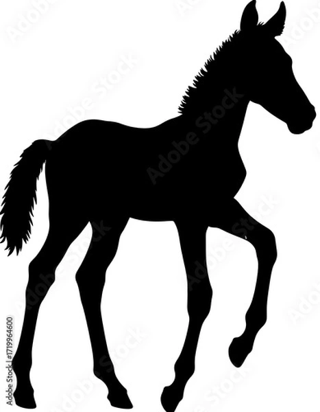 Fototapeta Silhouette of a foal