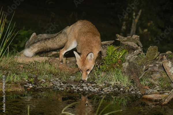 Fototapeta Fox drinking from a pond at night