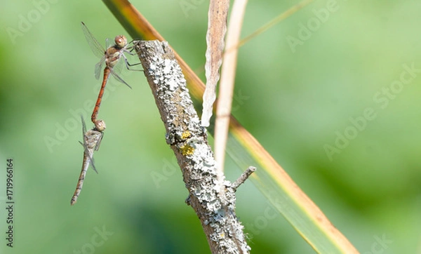 Fototapeta Pair of dragonflies of the species Sympetrum striolatum in pre-copulatory attitude