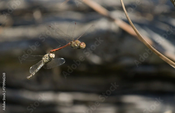 Fototapeta Pair of dragonflies of the Sympetrum striolatum species together in flight to lay eggs