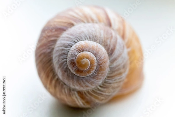 Obraz seashell isolated on white background