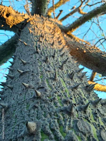 Fototapeta Unique view of the thorny trunk of the Ceiba speciosa cotton tree under a clear blue sky at sunset