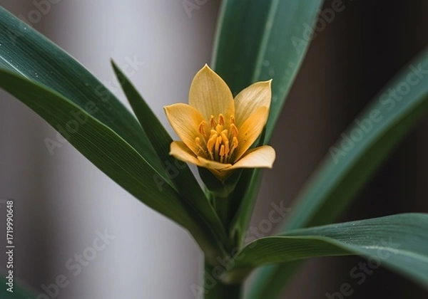 Obraz A close up of a small yellow flower with green leaves