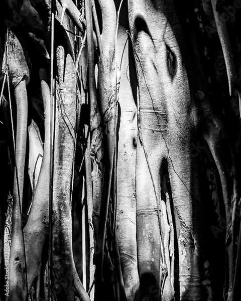 Fototapeta section of banyan tree