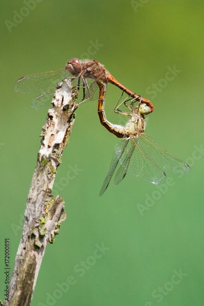 Obraz Paarung von Libellen