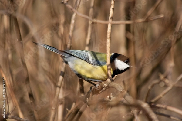 Obraz Kohlmeise sitzt im Gestrüpp