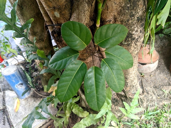 Obraz Close-up view of Alstonia scholaris, blackboard tree, scholar tree, milkwood or devil's tree