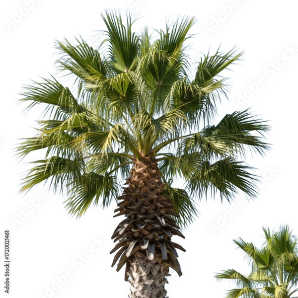 Fototapeta Lush green palm tree majestic crown and textured trunk in natural light transparent background