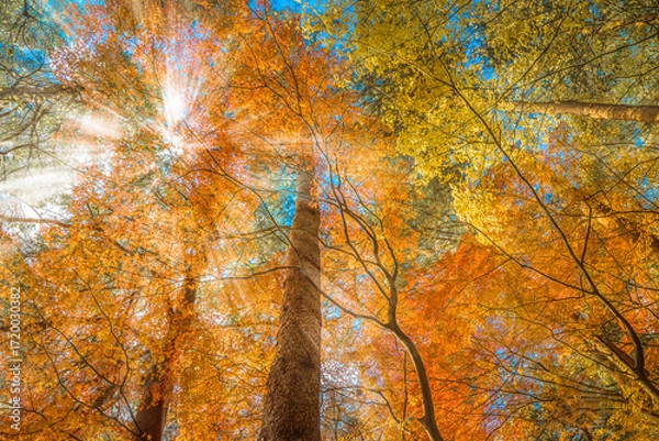 Fototapeta multi color trees in the autumn forest