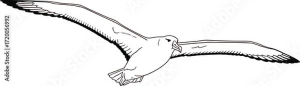 Fototapeta Flying fulmar bird with outstretched wings on a gradient sky