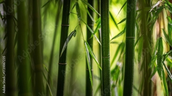 Fototapeta green grass background