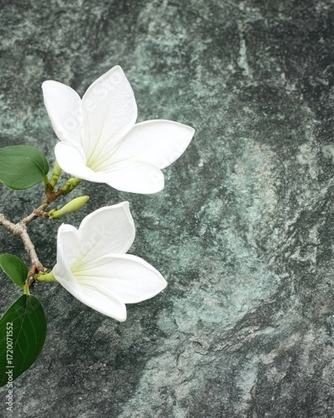 Fototapeta White Flowers Resting on a Stone Surface in a Tranquil Setting