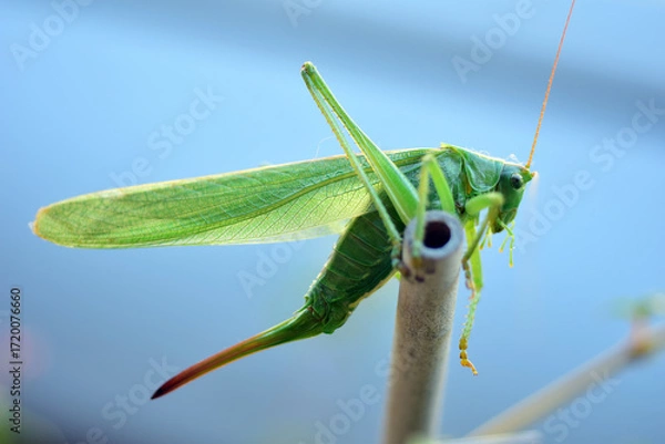 Obraz big green grasshopper