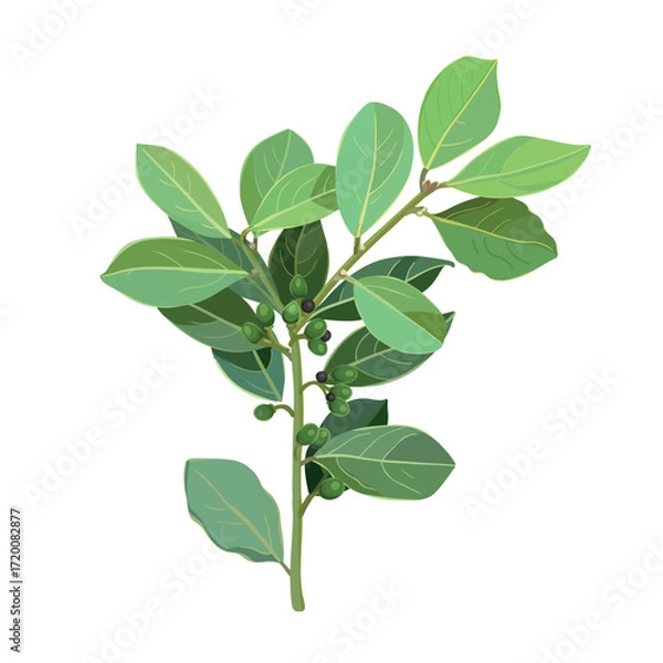 Fototapeta Twig bay leaf herb isolated on white background