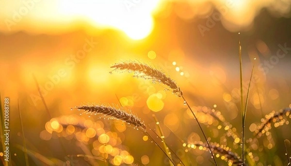 Fototapeta Golden sunrise illuminates dewy grass blades, creating serene and magical atmosphere