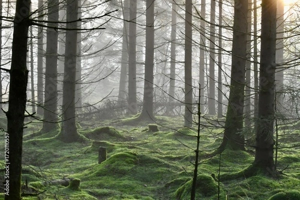 Obraz forest in the fog