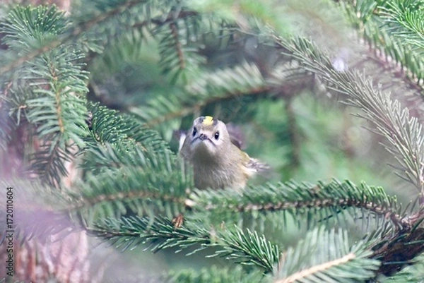 Fototapeta Bird on a pine tree
