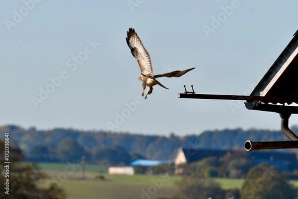 Fototapeta Buzzard taking flight