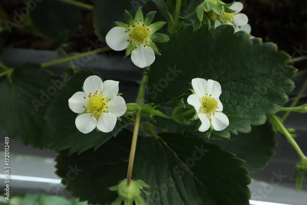 Fototapeta Close-up of three white strawberry blossoms with yellow centers among green leaves, highlighting the early stage of fruit growth.