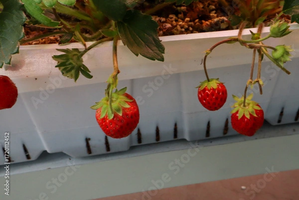 Fototapeta A close-up shot of three bright red, ripe strawberries hanging down from their vines. The berries are grown in an elevated white planter box