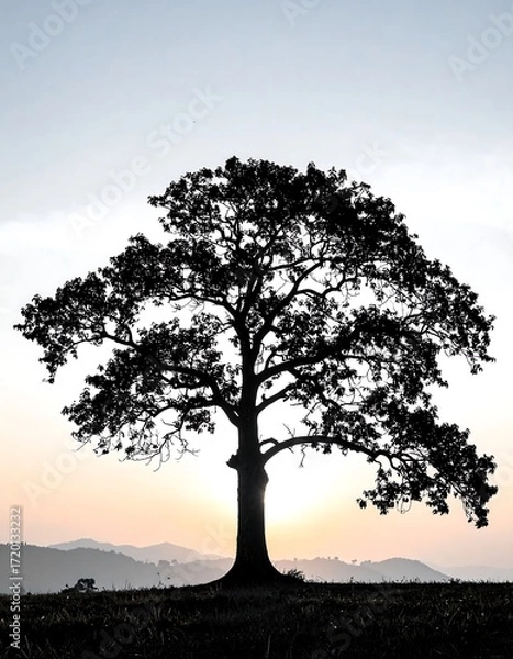 Fototapeta Silhouetted tree at sunrise