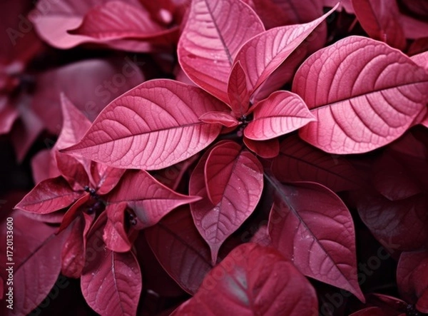 Fototapeta Vibrant red leaves showcasing intricate textures in a close-up botanical composition