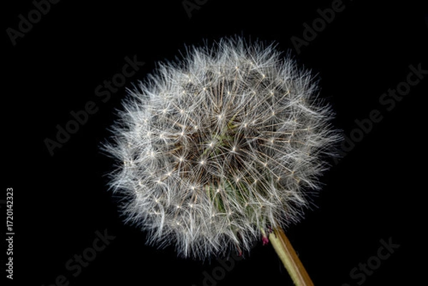 Fototapeta Single dandelion seed head on black background
Macro photograph of a single dandelion seed head captured against a black background.
