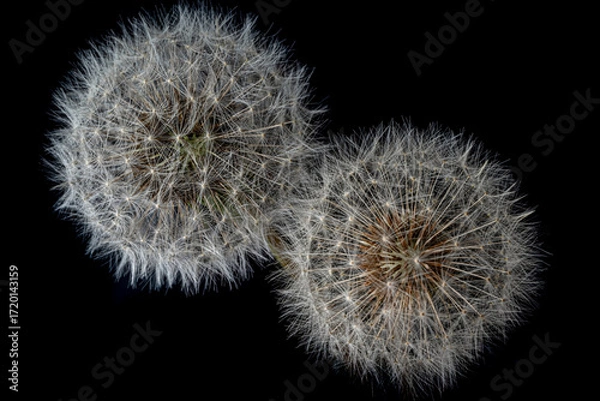 Fototapeta Two dandelion seed heads close up on black background
Detailed macro photograph showing two dandelion seed heads on black background.
