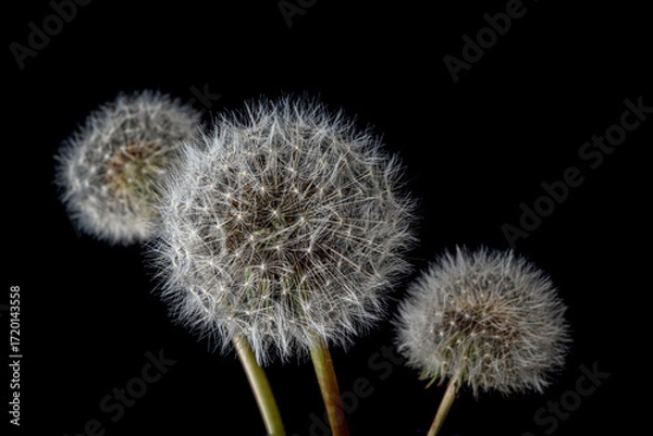 Fototapeta Three dandelion seed heads isolated on black background
Close-up photograph of three dandelion seed heads isolated on a black background.
