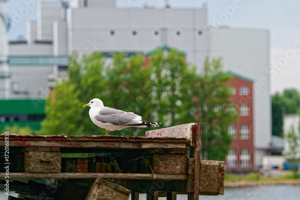 Fototapeta Seagull on pallets near factory, red house and tree behind