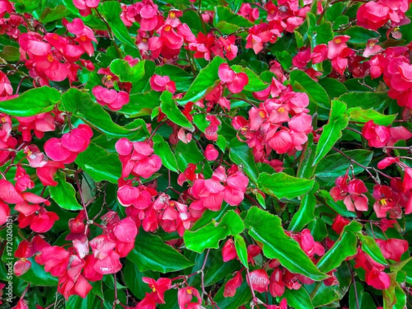 Fototapeta Bright red begonia flowers are interspersed with lush green leaves, creating a lively contrast 