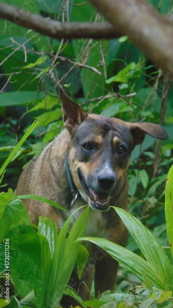 Fototapeta Portrait d'un jeune chien