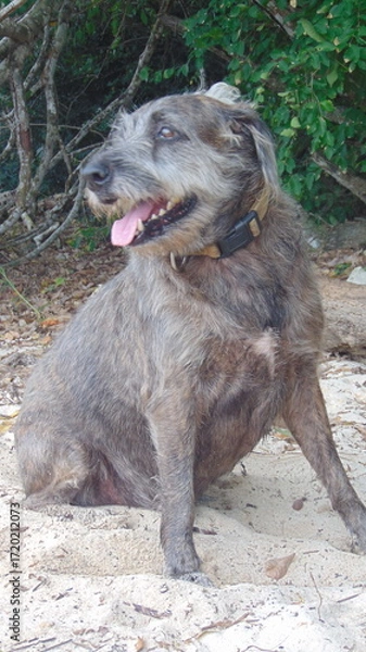 Fototapeta Un petit chien assis dans le sable