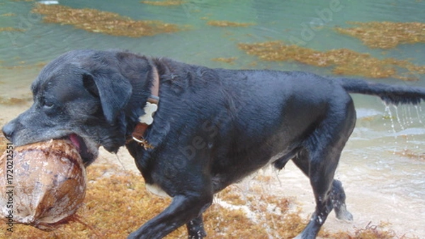 Fototapeta Un beau chien noir marche dans la rivière avec  sa coco dans la gueule