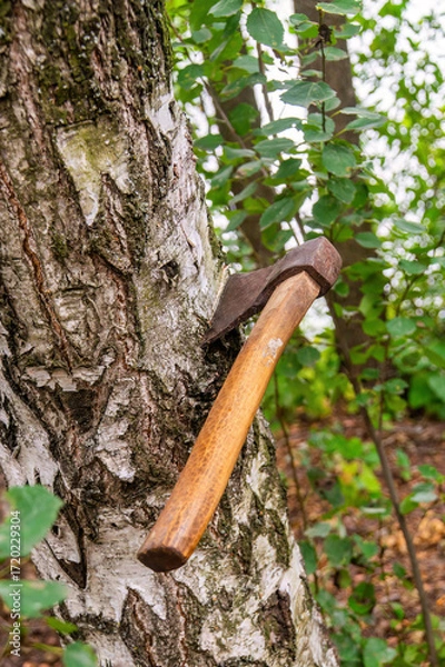 Fototapeta Rustic axe embedded in a birch tree in a forest setting