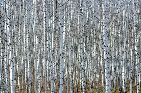 Fototapeta Serene birch forest showcasing elegant white trunks