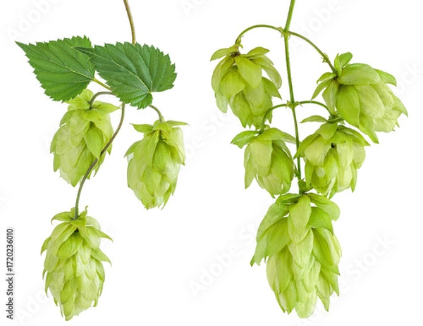Fototapeta Hop cones branch isolated on white background. Beer brewing ingredients