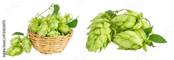 Fototapeta Hop cones in wicker basket isolated on white background. Beer brewing ingredients
